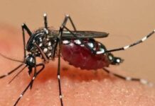 Salud Pública reporta 9 nuevos casos de dengue: ¿a cuánto asciende el total acumulado en lo que va del año?